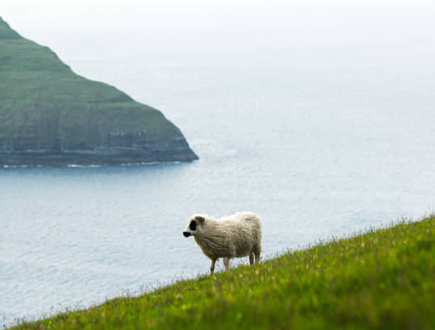 istock Morning view on the summer Faroe islands 2172351761