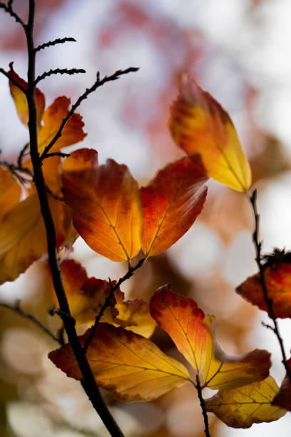 istock Autumn orange-yellow leaves on the tree 2172352102