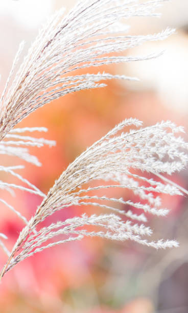 istock delicate ornamental grasses 2172352211
