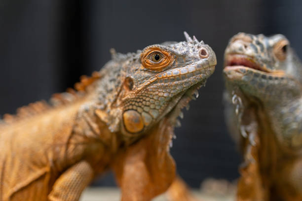 Close-up head of orange iguana isolated on blurry background.