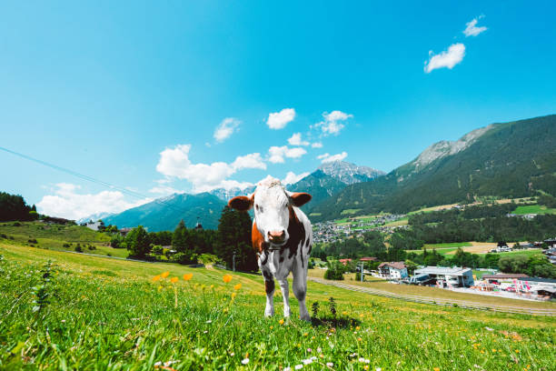 istock White and Brown Cow Looking Curious while Standing on a Green Pasture Field in the Mountain Landscape 2172354833