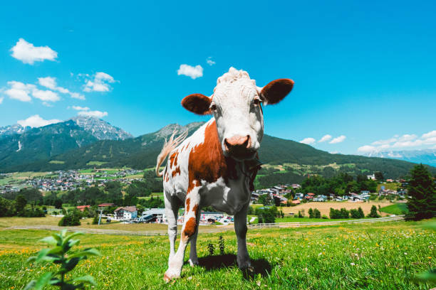 istock White Spotted Cow Looking Curious Close Up in the Mountains 2172354913