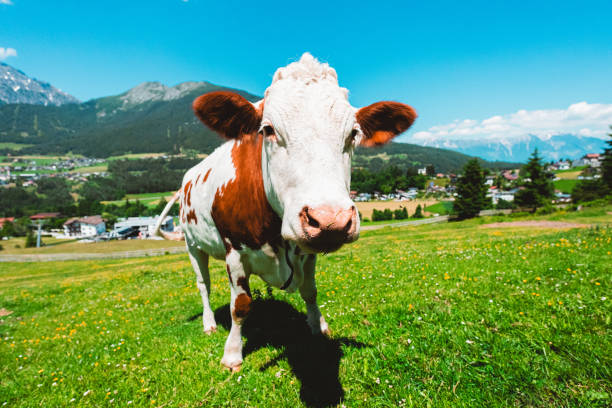 istock Interested Cow Looking Curious on a Green Pasture Field in the Mountains 2172355292