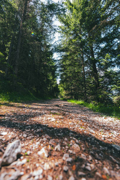 istock Stony Hiking Trail Soil Leading Through the Conifer Black Forest Viewed from Ground Level 2172355524