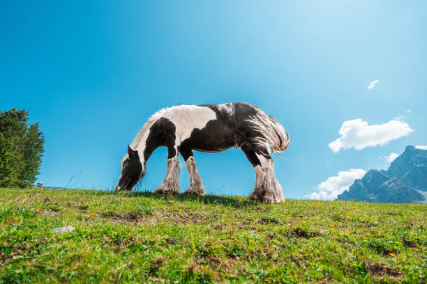 A brown horse walking in a peaceful mountain meadow surrounded by green grass and dense forest. Photographed in medium format.