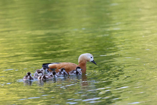 istock Mother Ruddy shelduck with her ducklings close up 2172355793