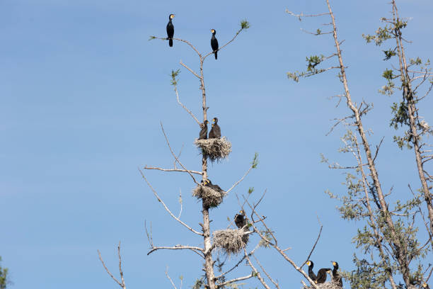 istock Many great cormorant nests in the trees 2172356058