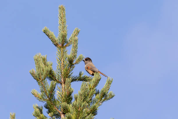 istock Siberian jay sits on a pine tree against a blue sky 2172356245