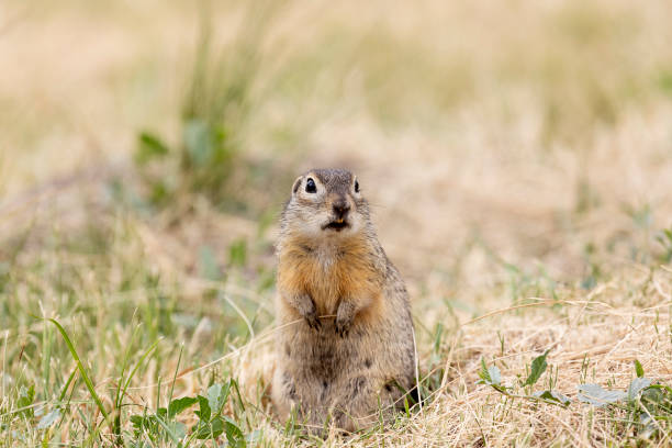 istock Speckled ground squirrel animal stands on its hind legs 2172356422