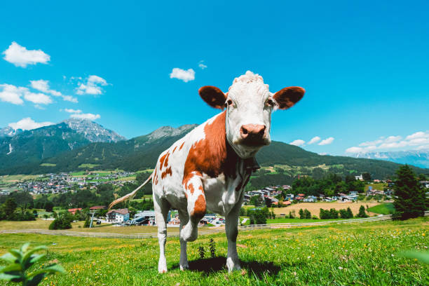 istock Cow In Hero Pose Standing on a Pasture FIeld in the Mountains 2172356502