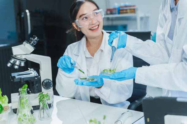 istock Two Asian women in a lab work on food research, using a microscope, petri dish, and test tubes filled with chemical solutions. They study vegetables, pork, and plants for GMO traits and nutrition. 2172356918