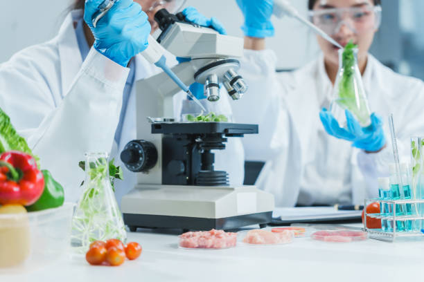 istock Two Asian women in a lab work on food research, using a microscope, petri dish, and test tubes filled with chemical solutions. They study vegetables, pork, and plants for GMO traits and nutrition. 2172356923