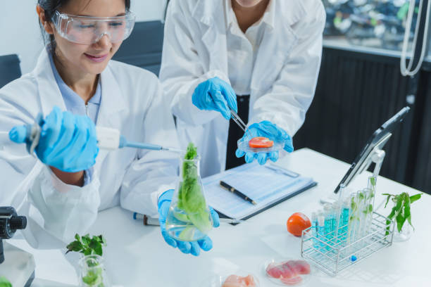 istock Two Asian women in a lab work on food research, using a microscope, petri dish, and test tubes filled with chemical solutions. They study vegetables, pork, and plants for GMO traits and nutrition. 2172356925