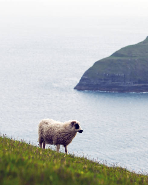 istock Morning view on the summer Faroe islands 2172358341