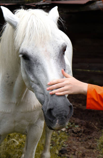 istock White horse and human 2172358975