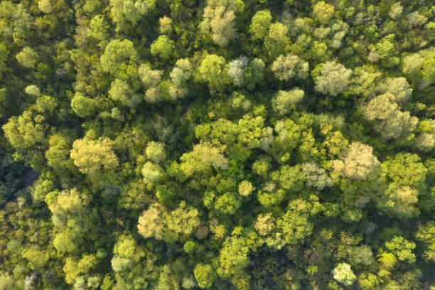 istock Magical summer forest with warm sunbeams 2172358981