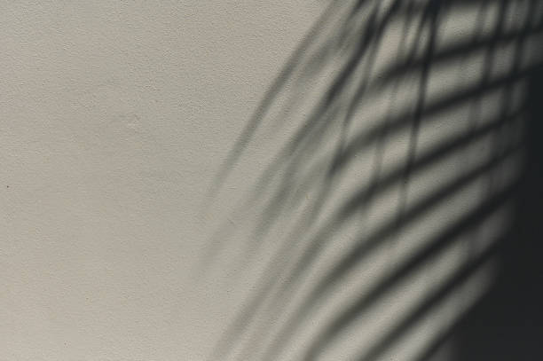 istock Pastel neutral beige botanical background. Trendy palm tree tropical backdrop. 2172360246