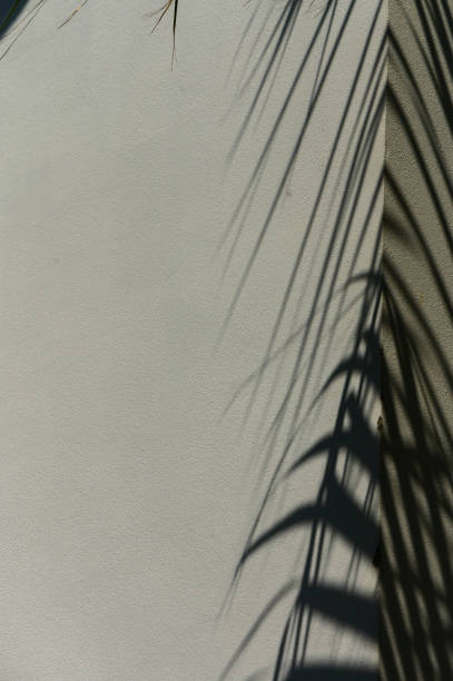 istock Blurred shadow from palm leaves on light cream wall. 2172360250