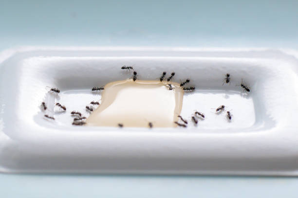 istock Swarms of ants attracted by insecticides 2172360585