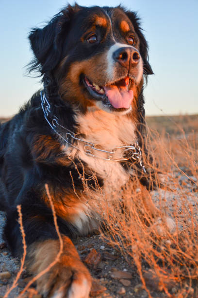 istock Bernese Mountain Dog portrait 2172361708