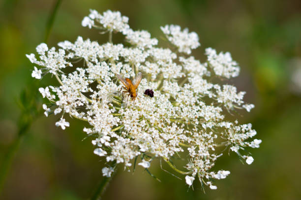 istock Orange fly on Queen Anne's lace white wildflower 2172362060