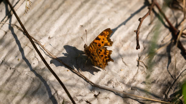 Orange butterfly on green tree leaf