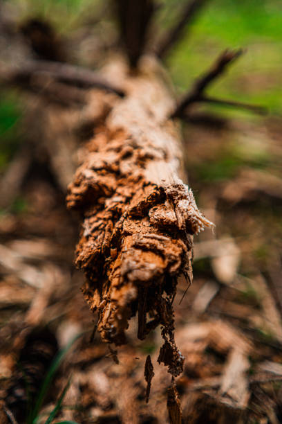 Broken Tree Trunk on the Forest Soil Ground in Natural Environment