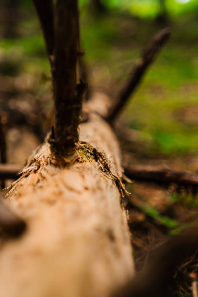 Tree Trunk on Forest Ground Soil Surrounded by Nature Close Up