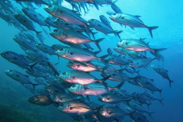 Large shoal of mackerels, sea ecosystem