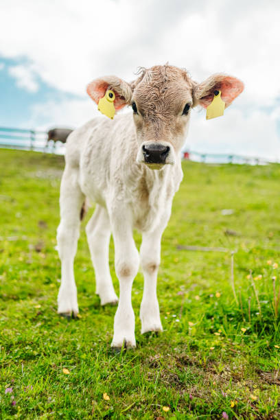 Portrait of calf lies in straw on farm. Newborn animal.