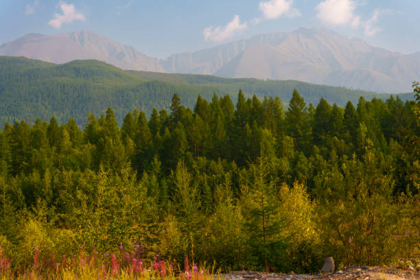 istock Landscape of green forest and mountains under blue sky 2172365013