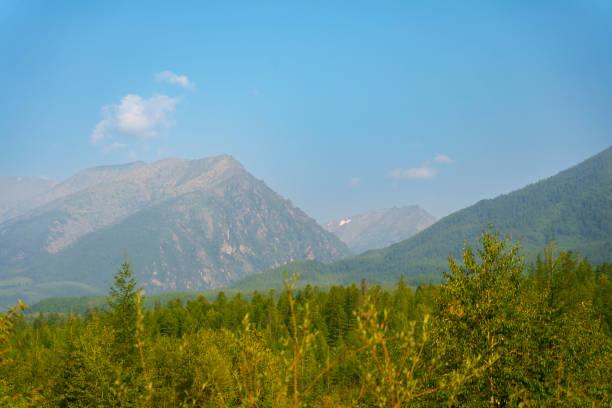 Scenic landscape of Altai with steep snow-covered mountain peaks in the background and a dense dark green conifer forest on a rocky slope in the foreground. The horizontal composition with overcast sky and layered terrain fits travel, wilderness, climate and sustainability topics, providing natural copy space in the upper left part of the frame.