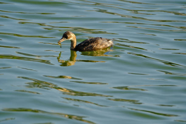 istock Little Grebe on a lake with prey in its beak 2172365526