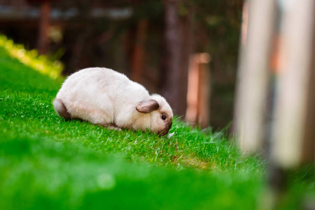 istock White Fluffy Easter Bunny on the Green Lawn 2172365672