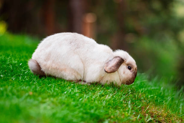 istock White Easter Bunny in Garden on the Lawn 2172365673