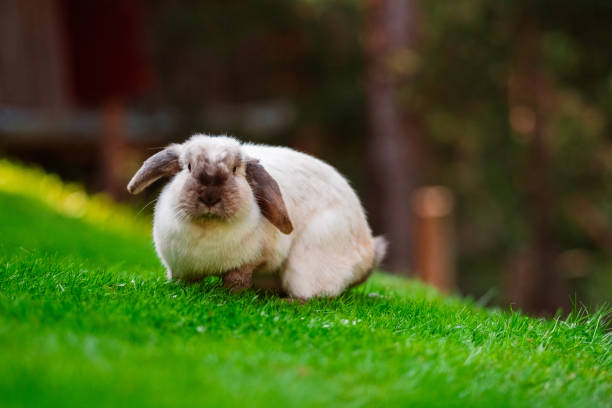 istock Cute Fluffy Easter Bunny Standing Outside on the Green Lawn 2172365821
