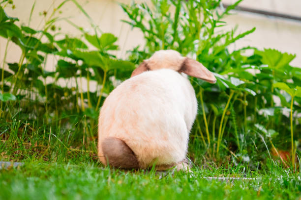 istock Easter Bunny Holland Lop Rabbit 2172365898
