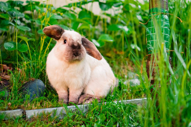 istock Fluffy Easter Bunny Sitting in the Garden Showing its Cute Ears 2172365938