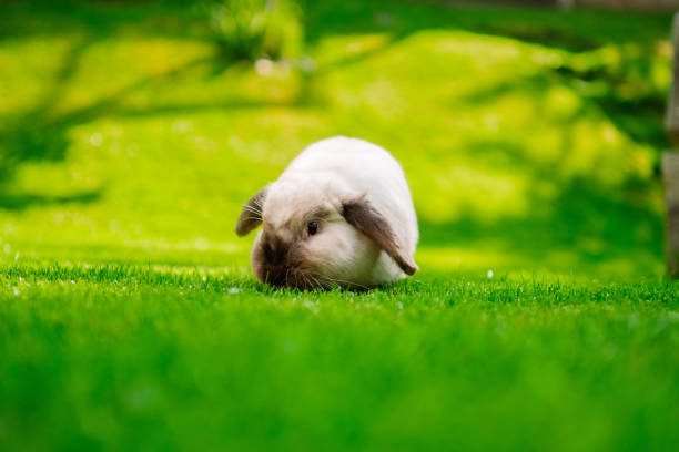 istock White Holland Lop Easter Bunny Sitting in the Garden 2172366011