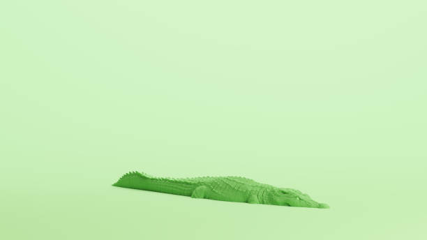 Green crocodile reptile dinosaur teeth eyes tail monochrome pale mint green background low quarter view 3d illustration render