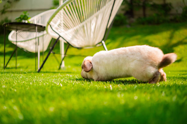 Easter Bunny on Sunny Easter Holiday in the Garden