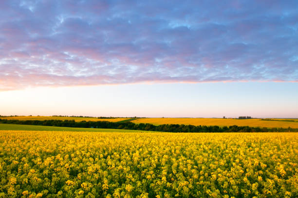 istock Colorful sunset on yellow rape field 2172368226