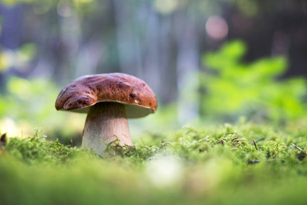 istock Big white mushroom in autumn forest 2172369541