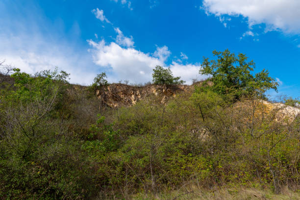 a hillside covered in trees and bushes