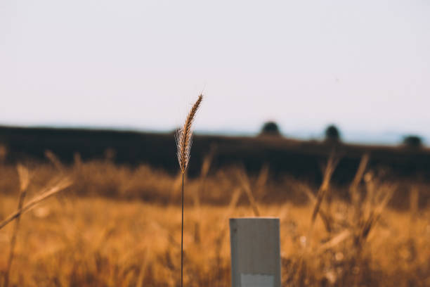Wheat Ears at the Edge of a Field