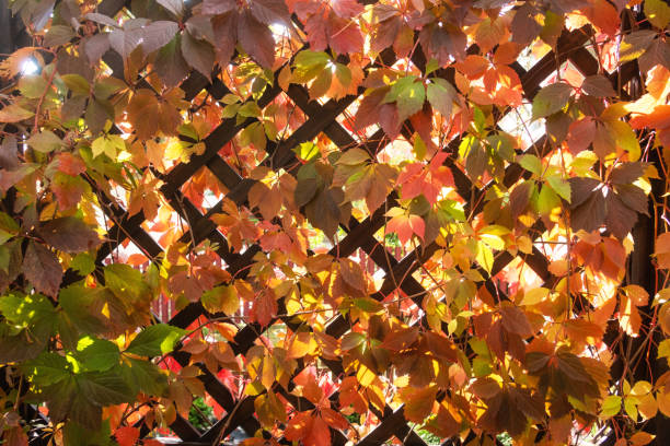 A wooden terrace wall overgrown with a red wild vine leaves. landscape design concept