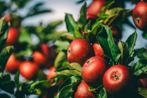 Red apples on tree ready to be harvested. Ripe red apple fruits in an apple orchard.