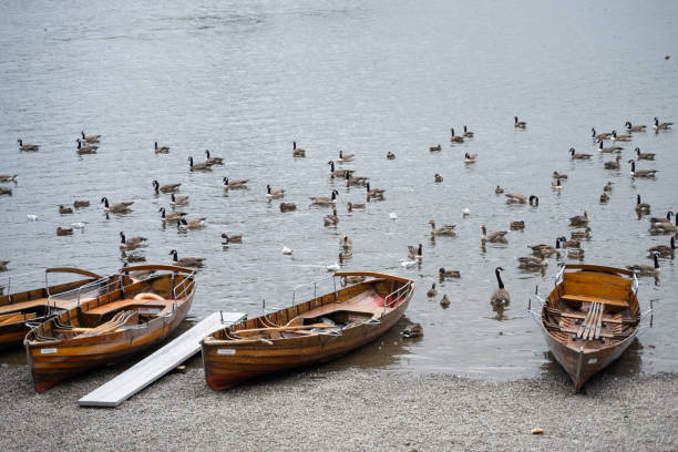 Wooden boats rest on a pebbled shore as a flock of ducks and geese float nearby, creating a serene lakeside scene where nature and human craft coexist peacefully.