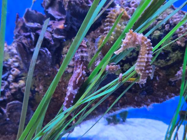 istock Seahorse in aquarium 2172381272