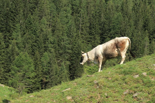Val di Rabbi is a typical Trentino alpine valley located in the Stelvio National Park, on the side of Val di Sole. It is ideal for a quiet holiday surrounded by unspoiled nature both in summer and winter. The valley is populated by many animals and the water gushes from waterfalls, streams and springs